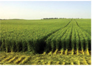 Agriculture