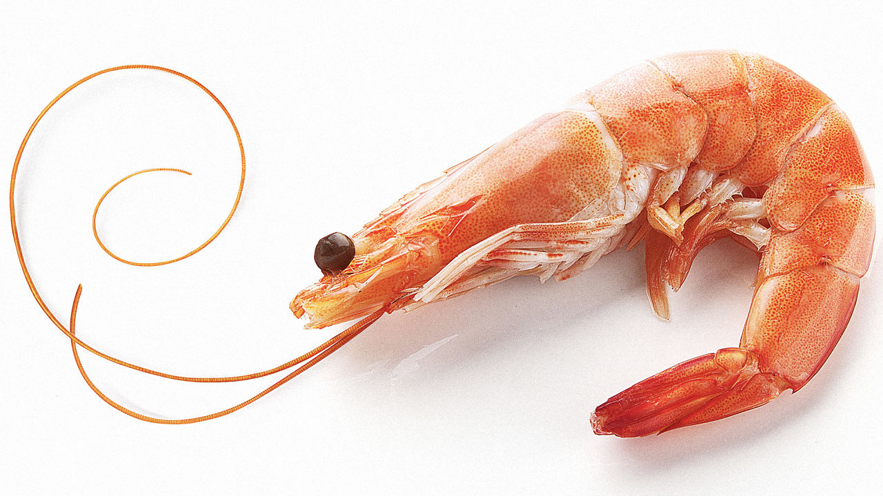Shrimp Shells to Solar Cells Energis